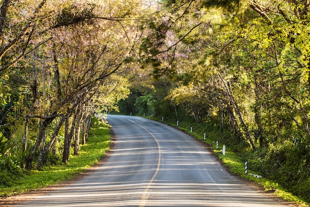 Photo romantic road autumn springtime at doi ang khang ,chiang mai ,thailand