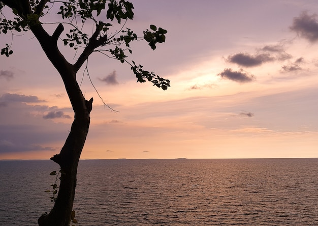 Romantic sunset or sunrise of the sea with Tree.