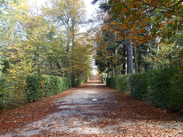 Romantic walk along a path full of dry fallen leaves in autumn