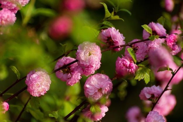 Romantic wedding or gift card background with sakura blossoms in a spring Beautiful gentle pink flowers under sunlight