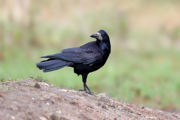 Rook is photographed very close-up on a beautifully blurred background of yellow and red autumn leaves