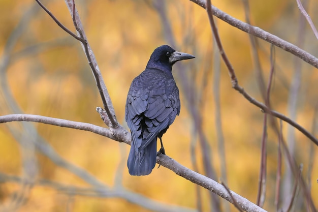 Rook is photographed very close-up on a beautifully blurred background of yellow and red autumn leaves