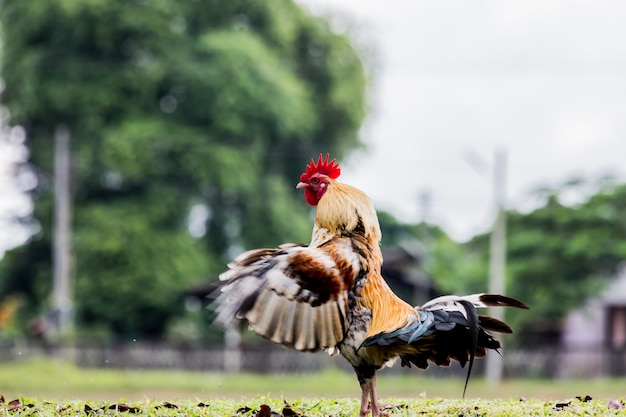 Rooster or chicken on traditional free range poultry farm