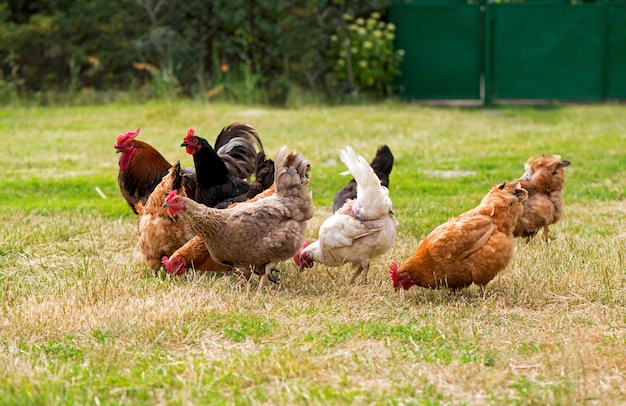 Rooster and chickens grazing on the grass.