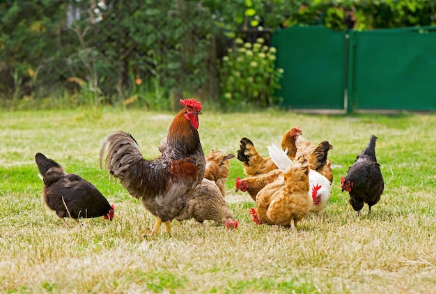 Rooster and chickens grazing on the grass.