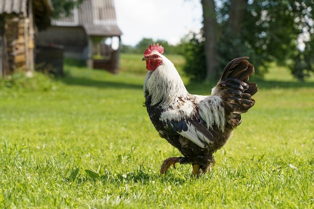 Rooster cock on a farm in the village outside Rustic and rural domestic animals and birds