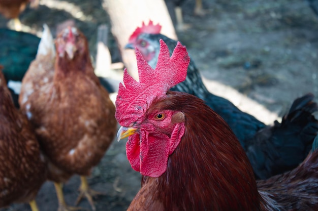 Rooster in the farm