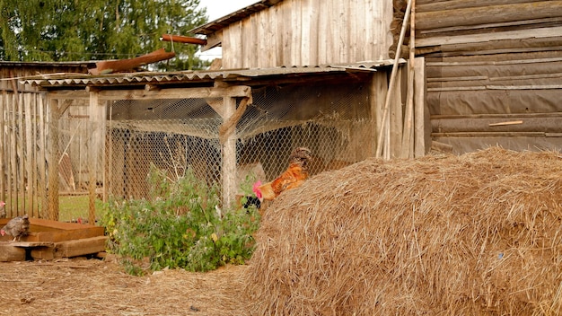 A rooster grazes on a farm in the village