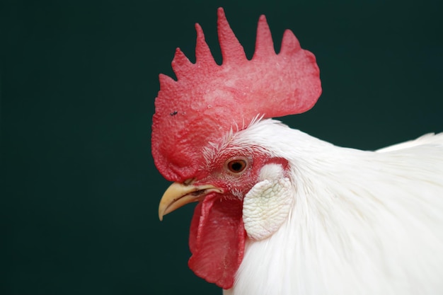 Rooster head closeup on isolated background