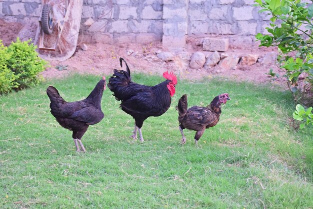 Rooster and hen in farm