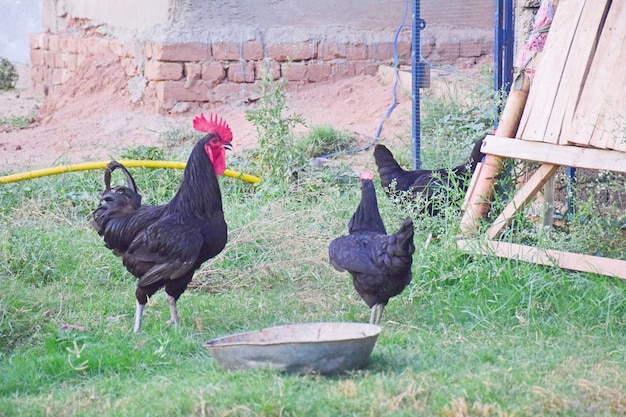 Rooster and hen in lawn