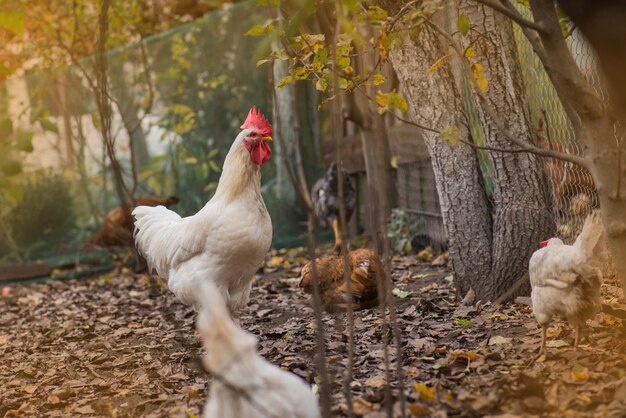 Rooster and a hens are walking outside Free range chickens in the back yard on a yellow grass Chickens in colorful autumn background Autumn landscape with chickens