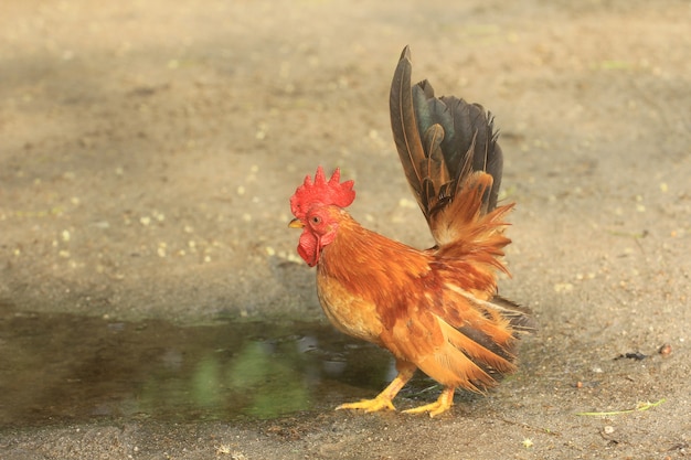 The rooster is cute and dashing