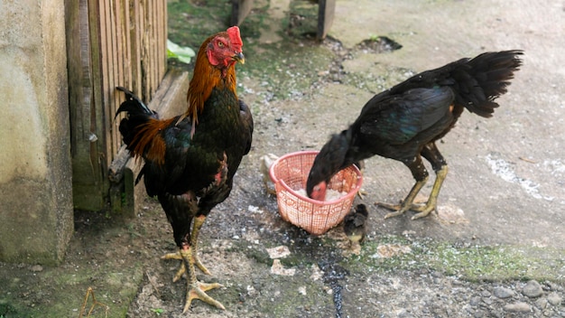 the rooster is taking care of the hen and her chicks who are eating