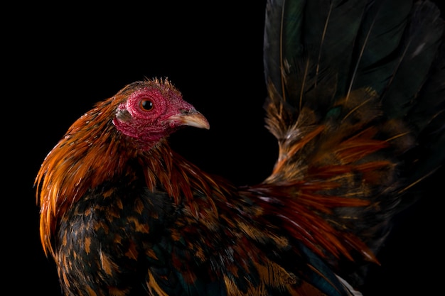 Rooster portrait isolated in black black background