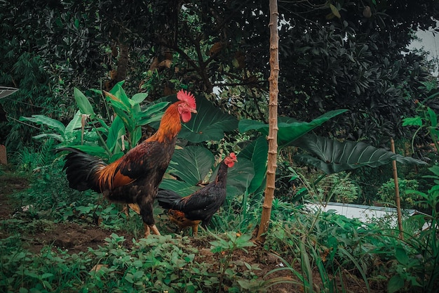 A rooster and a rooster are walking in the jungle.