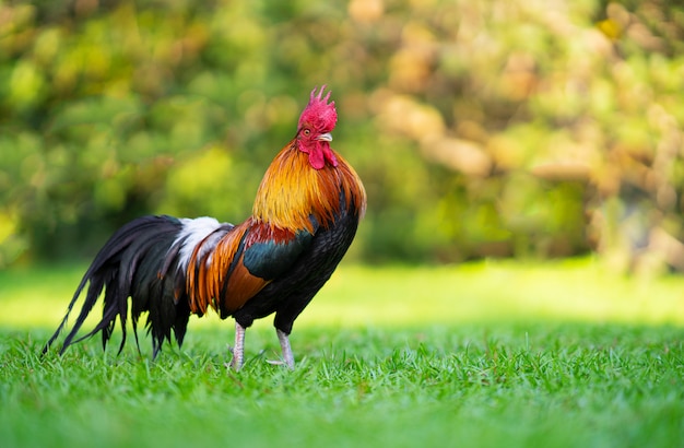 Rooster standing on the grass