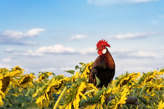 A rooster and a sunflower against a sky backdrop in the evening.