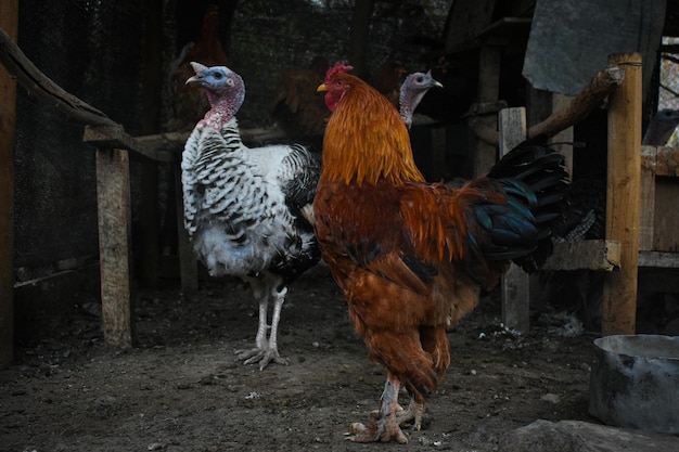 rooster turkey roost farm