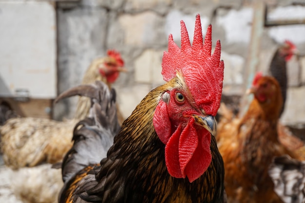 Rooster watches for his chickens in the farm, summer day