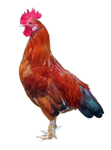 A rooster with a red beak and a red feather on it