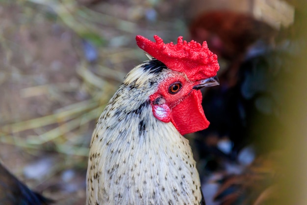 Rooster in the zoo. Poultry. Cattle. Animal in captivity. Birds in the zoo.