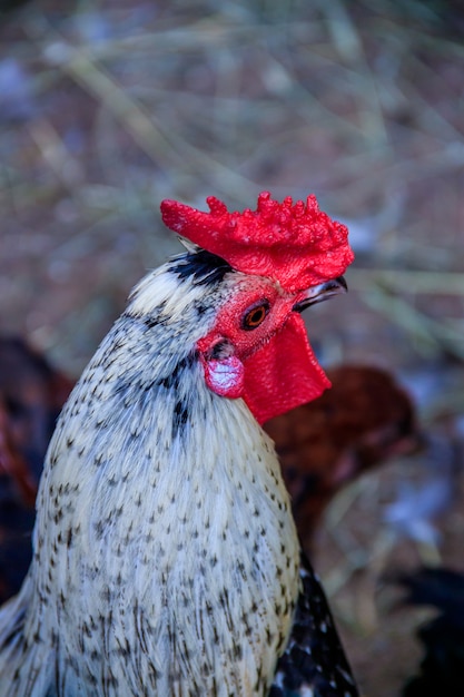 Rooster in the zoo. Poultry. Cattle. Animal in captivity. Birds in the zoo.