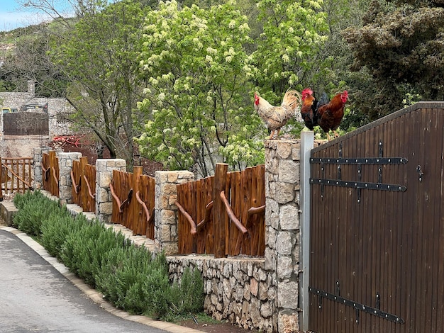 Roosters on a stone pillar of a wooden fence at the gate