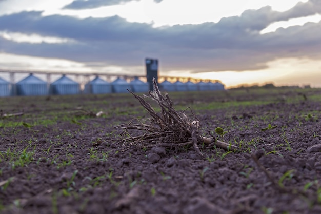 Photo root of a plant in a field against a sunset background