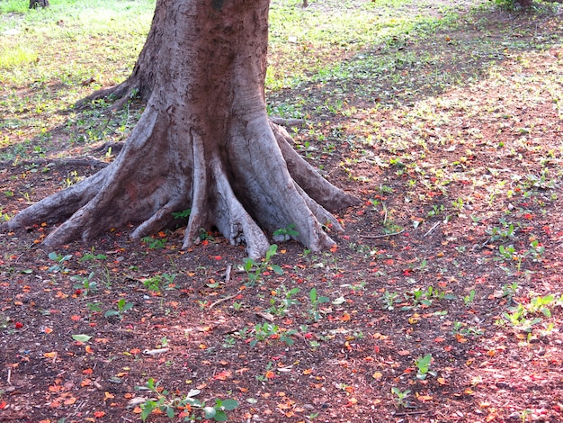 the root of a tree on the ground