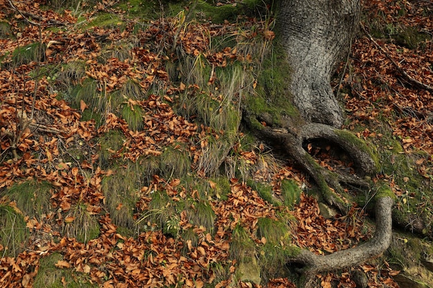 Root of tree with moss in autumn day