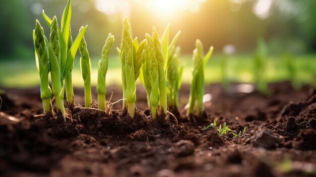 Rooted in Sunshine Asparagus Seedlings Flourish Under Daylight Glow