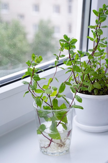 Rooting of mint on window sill