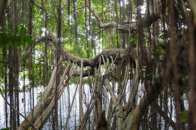 Roots of a Baynan Tree or fig (Ficus Benghalensis)