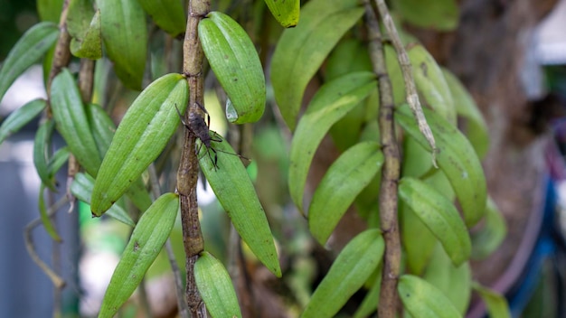 the roots of the orchid plant are firmly attached to the mango tree trunk