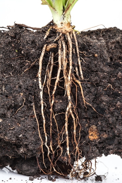 roots of parsley under the soil