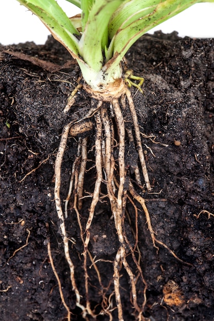 roots of parsley under the soil