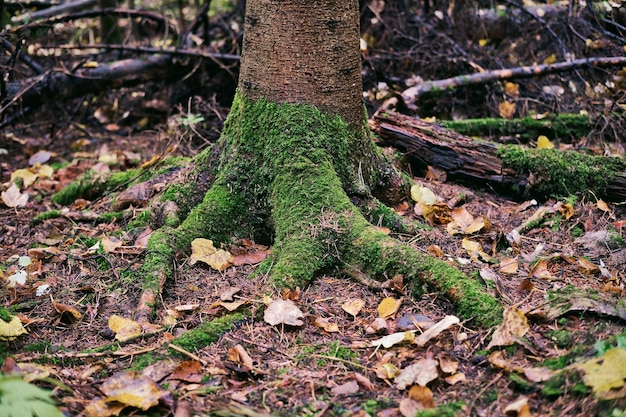 The roots of tree covered with green moss Autumn landscape moisture forest