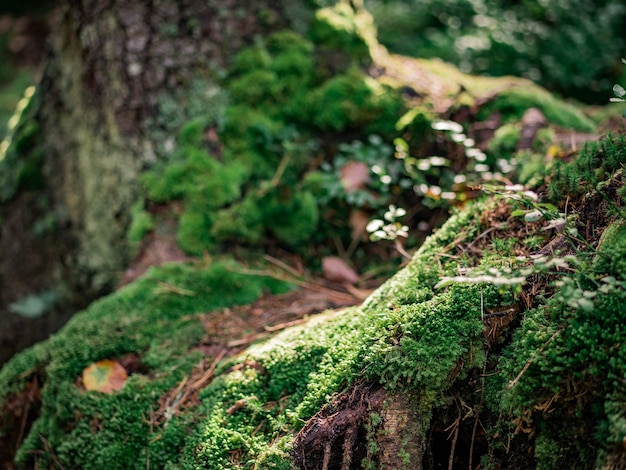 Roots of a tree overgrown with moss in the forest.Natural background