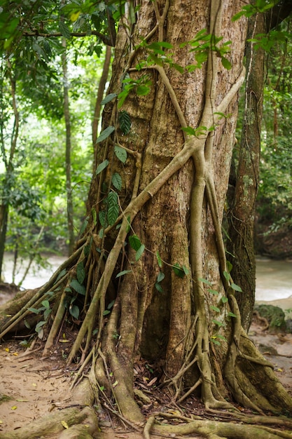 Roots and tree trunk in a rainforest