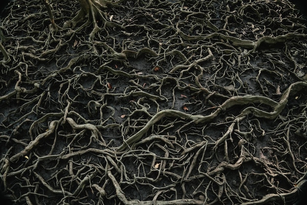 Roots of trees that grow in mangrove forests