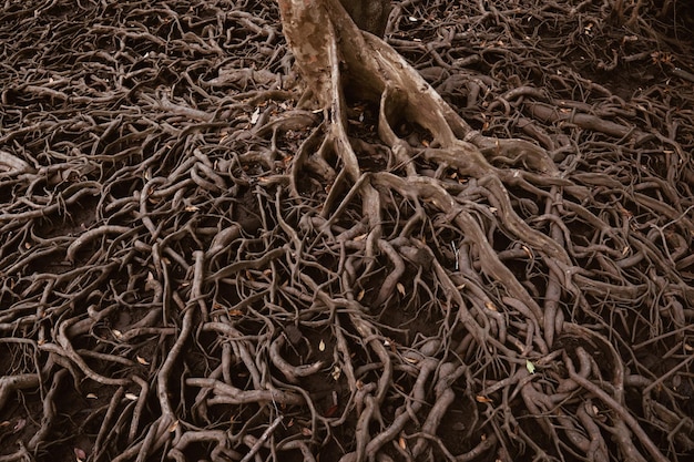 Roots of trees that grow in mangrove forests