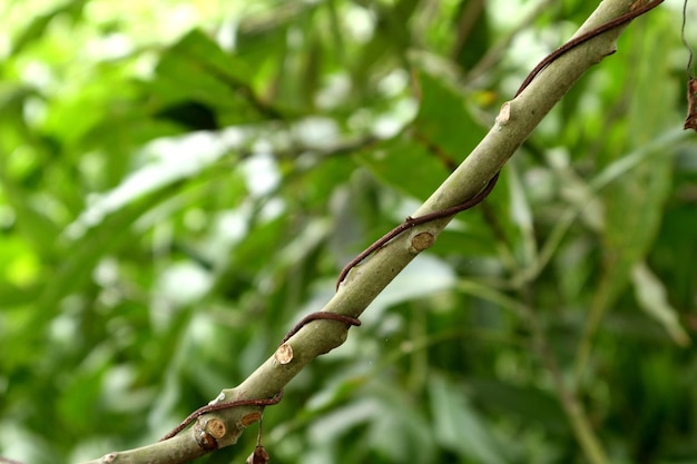 roots wrapped around branches