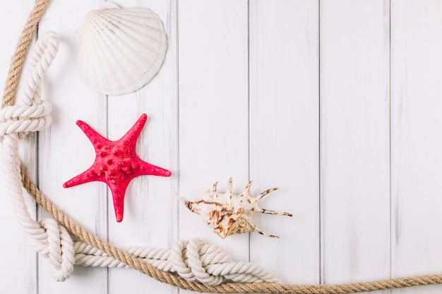 Ropes near seashells and starfish