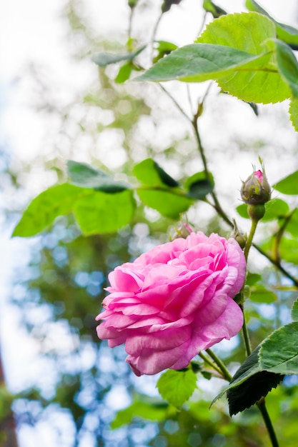 Rosa Centifolia flower closeup on green garden background