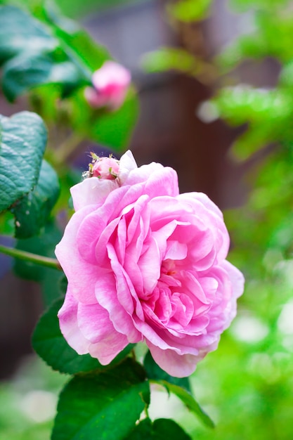 Rosa Centifolia flower in the nature