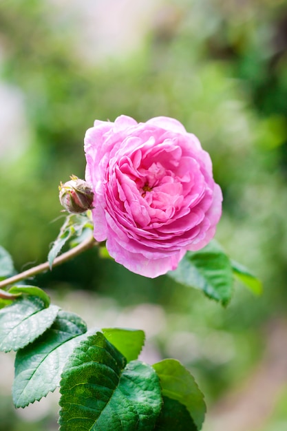 Rosa Centifolia (Rose des Peintres) flower closeup