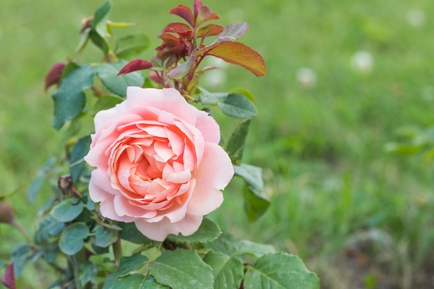 Rosa centifolia rose des peintres flower closeupcabbage roselots of petal pink roses summer garden c