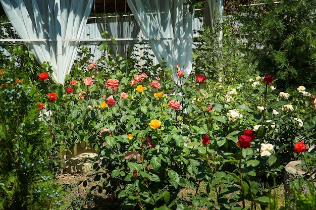 Rosa floribunda Bonica