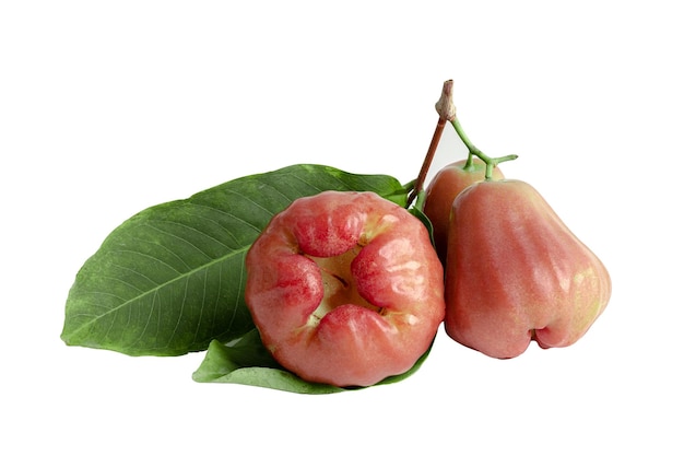 Rose apple chophu pink apple eugenia isolated on white background with clipping path